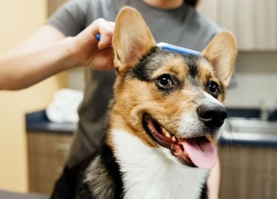 Pet Wellness Grooming Riverview