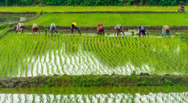 The Future of Agriculture & Farming: Innovation, Sustainability, and Growth
