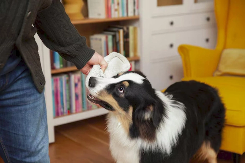 Safe Flea and Tick Treatment for Dogs