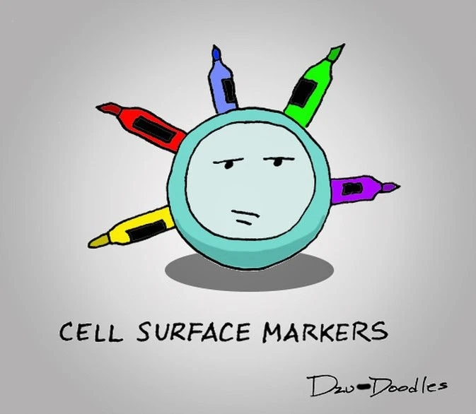 Addressing Limitations In Cell Surface Markers Detection For Precision Medicine  