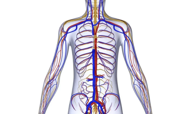What is Neuromuscular Interconnection in human body?