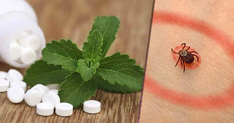 For Lyme Disease Treatment, Antibiotics Are Used To Eliminate The Bacteria That Cause It