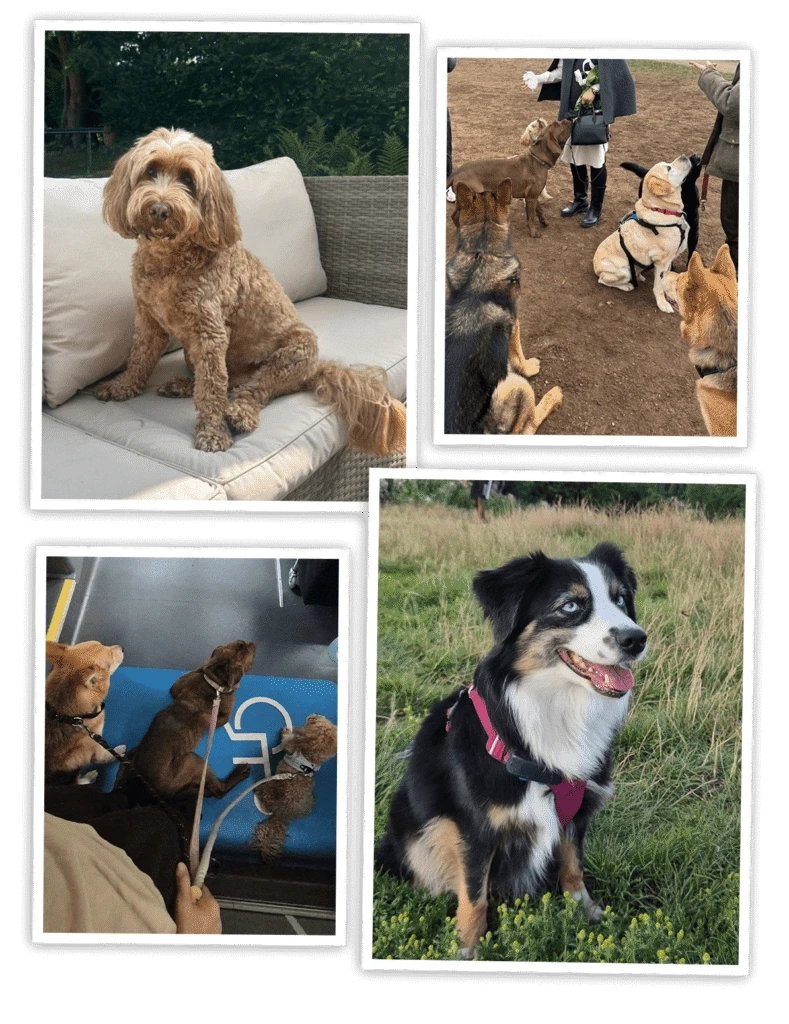 Understanding Dog Walking Prices and Dog Boarding Prices in 2025