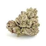 Purple Cake  (Hemp Plant Nursery)