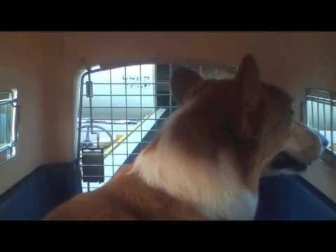 British Airways International Pet Policy