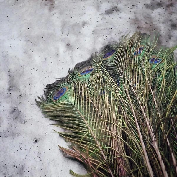 peacock feather( mor pankh)