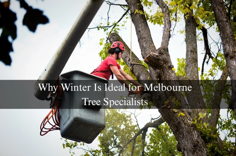 Why Winter Is Ideal for Melbourne Tree Specialists