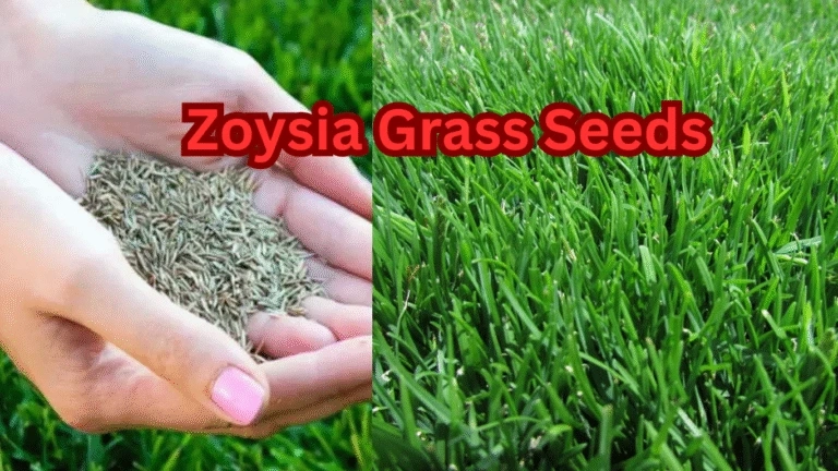 Zoysia Grass Seed – Best Varieties & Buying Guide 2025