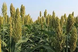 Silage Sorghum Seed Market Trends, Share, Size, Growth, Supply And Manufacturers Analysis Research