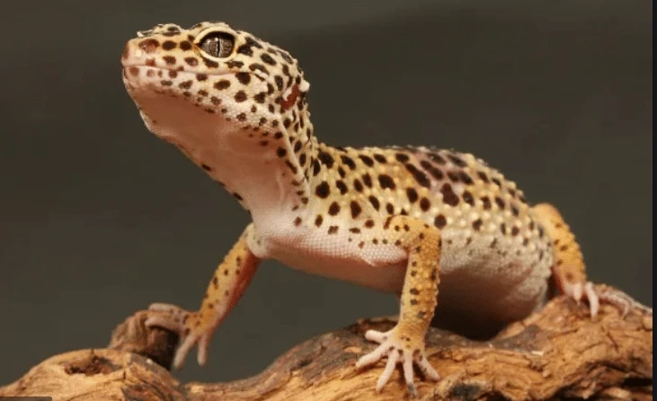 Reptile Make Better Pets For Older Kids