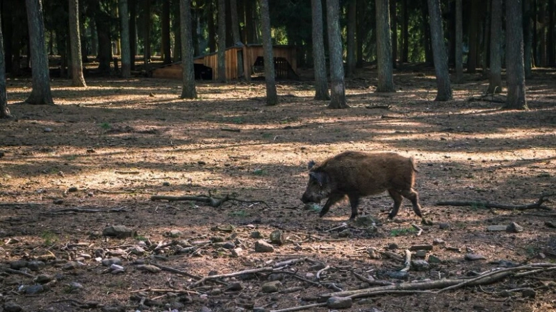 The Ethics of Wild Hog Hunting In Texas