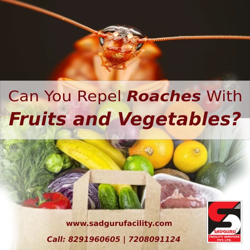 Pest Control Services in Bandra by Sadguru Pest Control