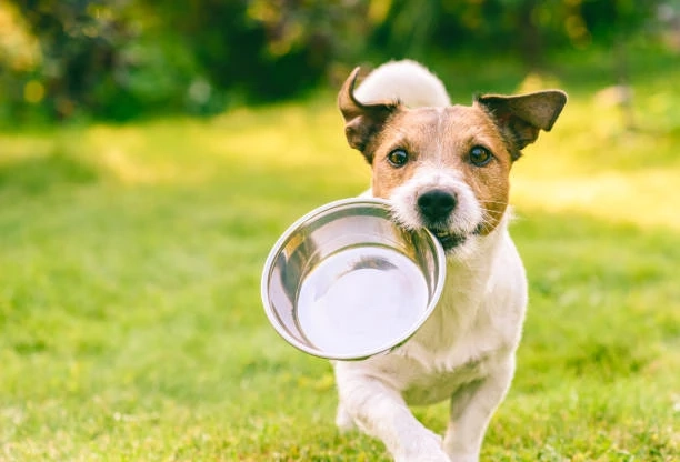 Can Dogs Safely Enjoy Tomatoes?