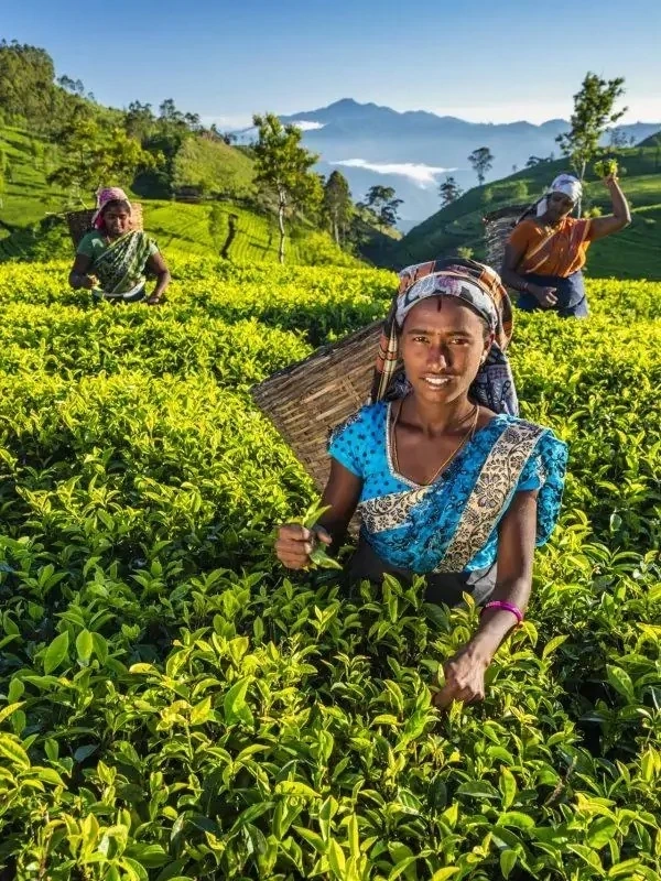 Privatreisen in Sri Lanka für unvergessliche Momente