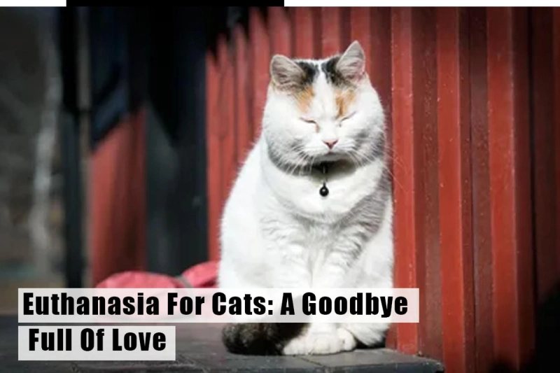 Euthanasia For Cats: A Goodbye Full Of Love