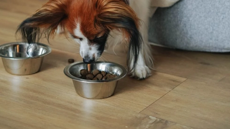 Ol' Roy Dog Food: A Culinary Delight for Your Canine Companion