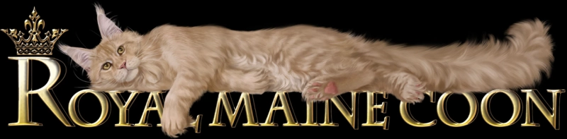Maine Coon Kittens: A Guide To Their Unique Traits And Playful Nature