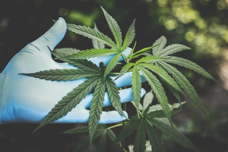 How Cannabis Can Make Workouts More Fun