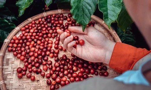 How to Identify Ethically Sourced Coffee Brands