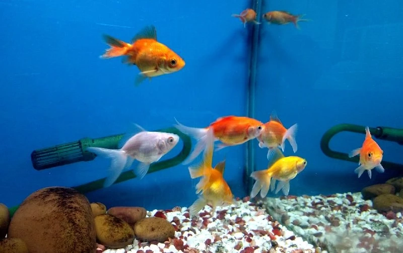 Ornamental Fish Market Size, Global Industry Overview, SWOT Analysis and Forecast 2023-2028