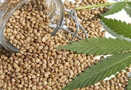 What Factors Should I Consider When Choosing Regular Cannabis Seeds?