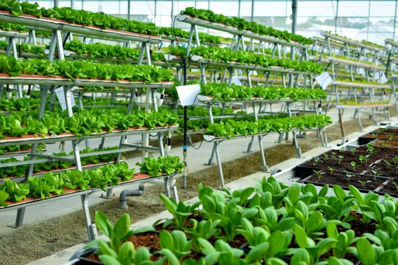 Indoor Farming Market: Size 2021 Industry Share, Top Leading Key Players, and Outlook 2026