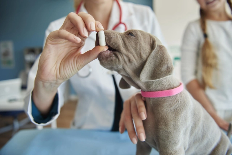What Benefits Can Hyaluronic Acid Offer for Senior Dogs?