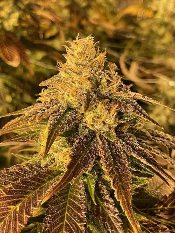 Four Different Types Of The Terps And Caicos Strain Seeds