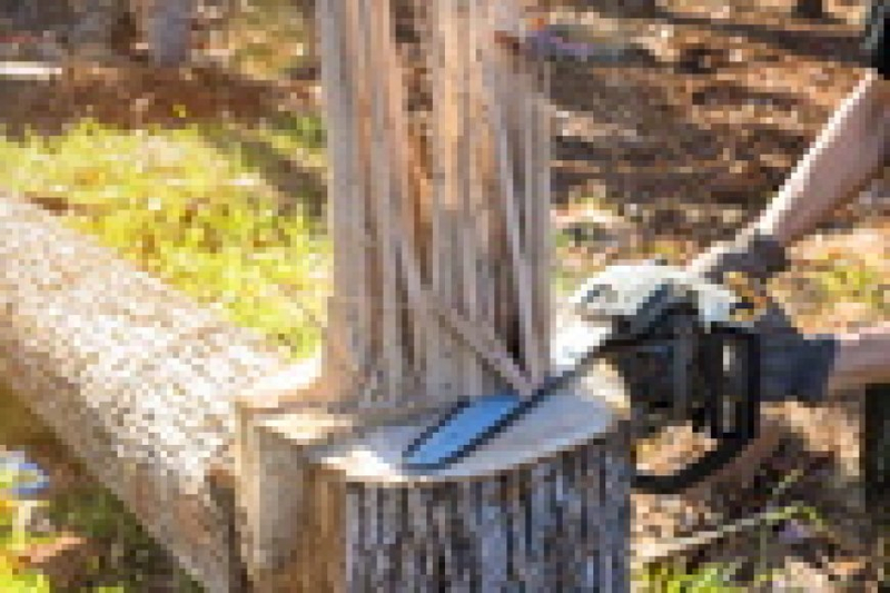 Tree Service: Nurturing Urban Forests for a Sustainable Future