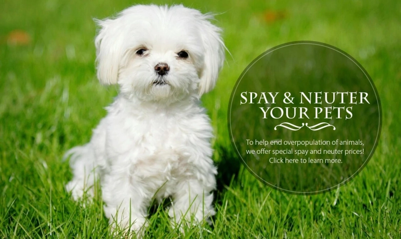 Quality Pet Care Services by Experts
