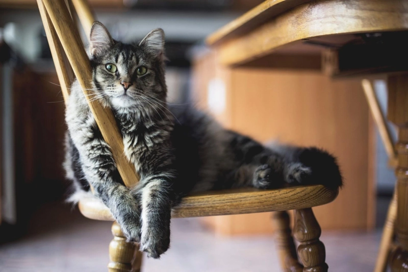 Best Cat Trees for Small Spaces: Modern Solutions for Apartment Living
