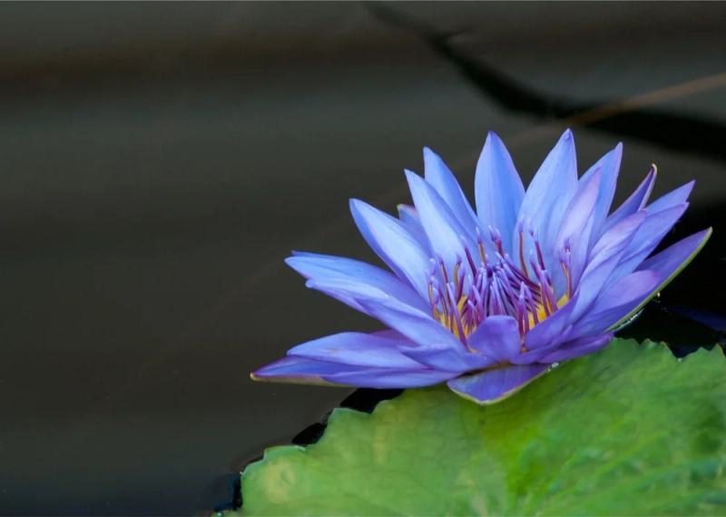 What Is Blue Lotus Flower? Benefits And How To Grow?