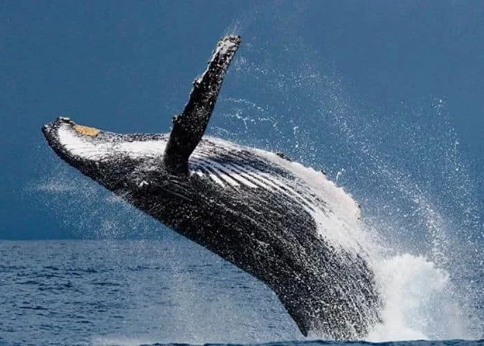 Do You Crave An Exciting Hawaiian Coastline Adventure?