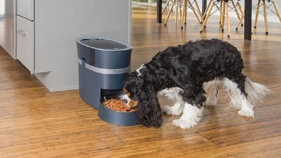 Benefits Of Automatic Dog Feeders