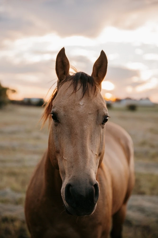 Why Slippery Elm Is Such a Useful Natural Ingredient in Horse Supplements
