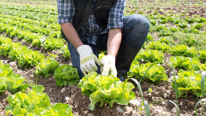 Lettuce Farming in India: Cultivating Green Gold