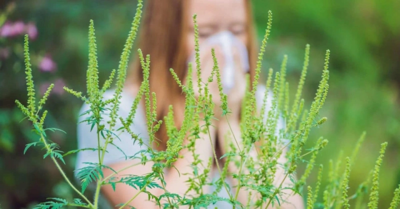 Ragweed Pollen Allergy Treatment Market To Witness Rapid Development During The Period 2021-2028
