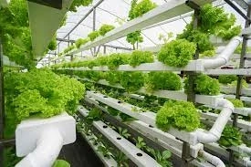 Evolving Aquaponics Market Size, Share, and Sales Trends 2024-2030