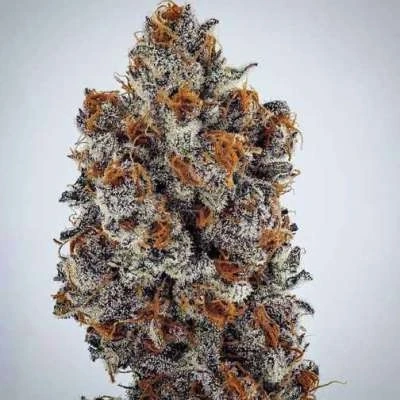Fabulous Tips For Growing Endgame Ethos Seeds