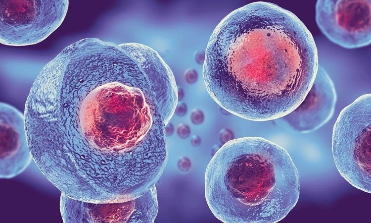 Stem Cell Banking Market Report Analysis by Size, Share, Demand and Forecast 2023-2028