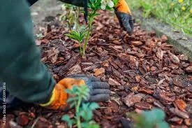 Why choose Zilkha Biomass Energy to Buy Hardwood Charcoal, Pine Wood Chips?