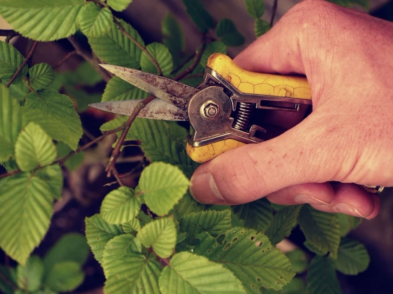 Importance of Tree Pruning in Backyard