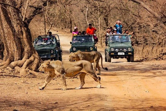 Spend Some Time with the Majestic Lions of the Gir Forest. Book your Stay at the Club Mahindra Resorts in Gir