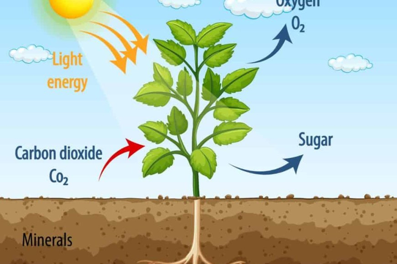 What is Photosynthesis? - Unveiling Nature's Green Alchemy