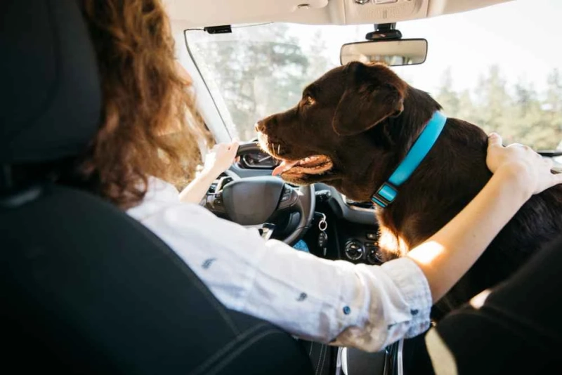 What Precautions Should You Take When Opting for Airline Dog Transportation?