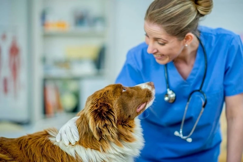 Finding the Best Local Veterinary Services