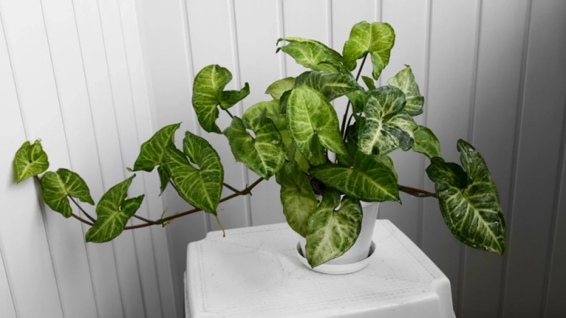 Syngonium Plant Care: A Beginner’s Guide