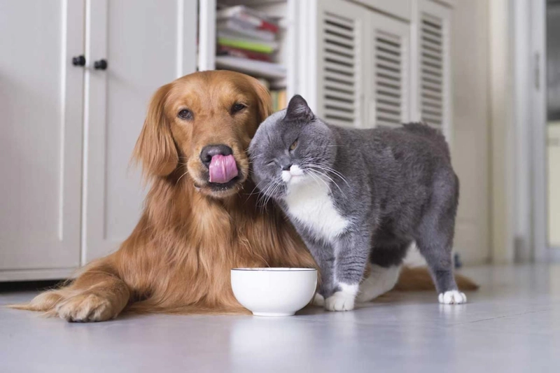 Taking Care of Your Pets While Traveling