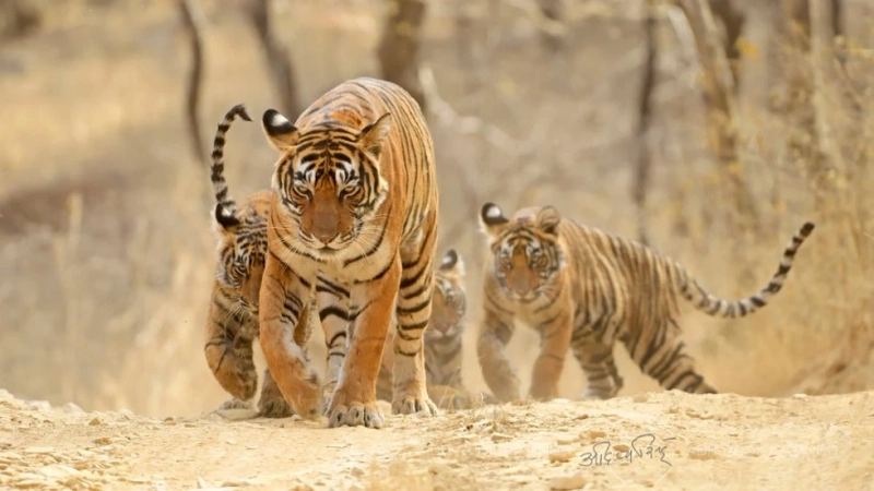 India’s Big Cat Trails: Best Places for Tiger, Leopard & Lion Safaris