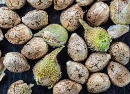 What To Consider When Purchasing Humboldt Seed Co?